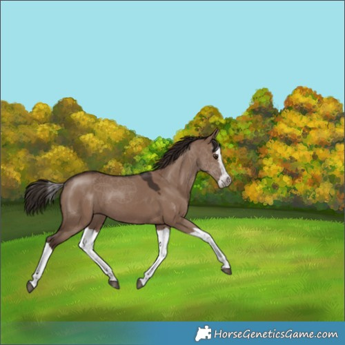 Horse Color:Liver Red Dun Splash 