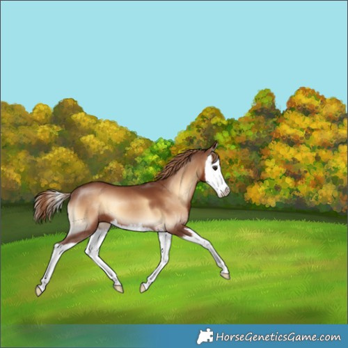 Horse Color:Red Onyx Splash 