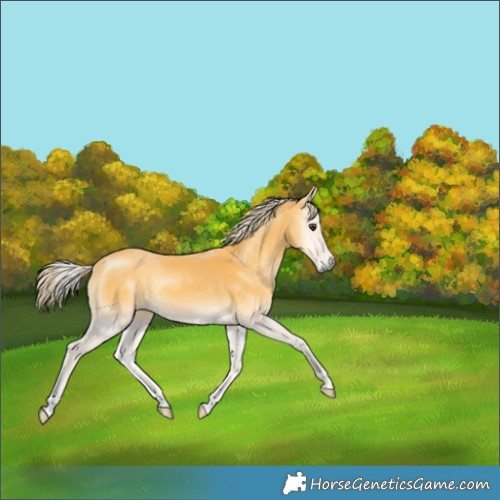 Horse Color:Palomino Onyx 