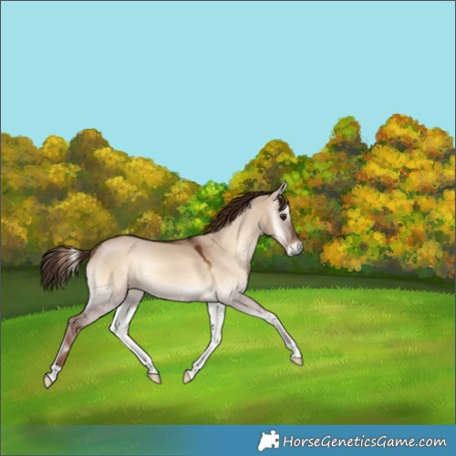 Horse Color:Red Dun Onyx 