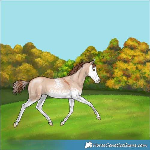 Horse Color:White Spotted Gold Champagne Dun Splash 