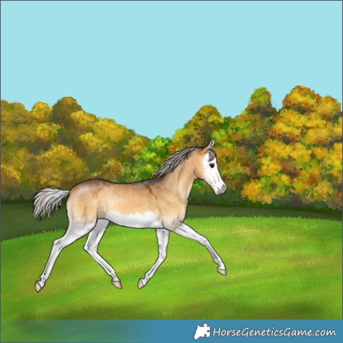 Horse Color:Silver Buckskin Onyx Splash 