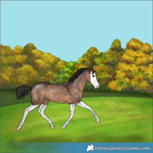 Horse Color:Bay Dun Splash 