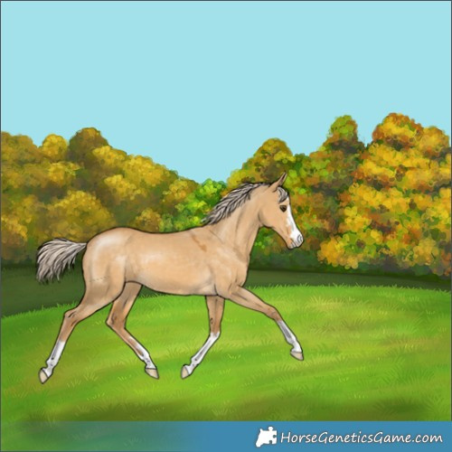 Horse Color:Palomino Dun 