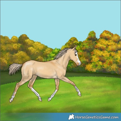 Horse Color:Palomino Dun 