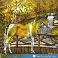 Horse Color:White Spotted Chocolate Palomino Tobiano