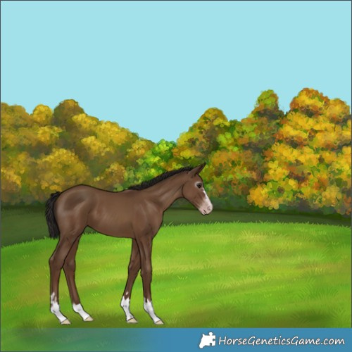 Horse Color:Gray Classic Champagne 