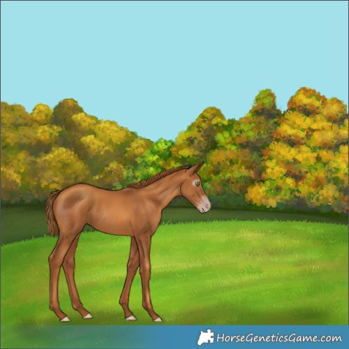 Horse Color:Gray Gold Champagne Rabicano 