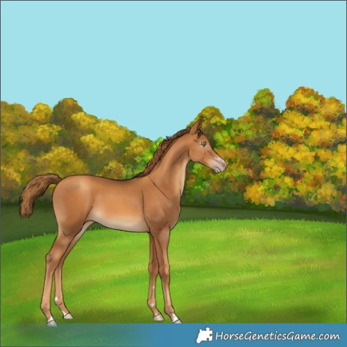 Horse Color:Gray Gold Champagne 