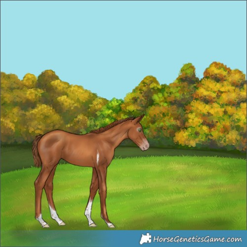 Horse Color:Gray Gold Champagne Tobiano Appaloosa 