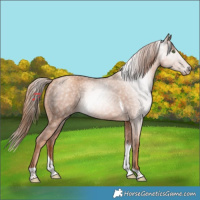 Horse Color:Gray Gold Champagne Tobiano Appaloosa