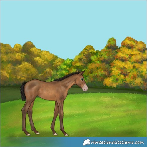 Horse Color:Gray Amber Champagne 