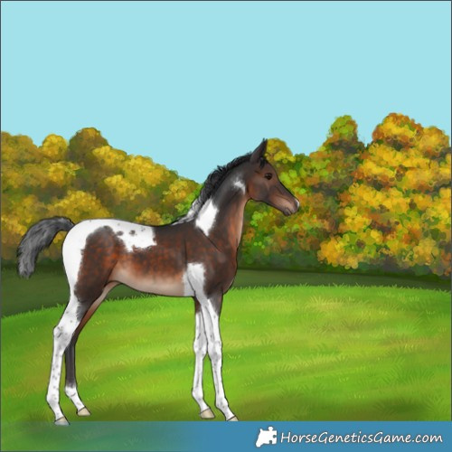 Horse Color:Brown Tobiano 