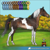 Horse Color:Brown Tobiano 