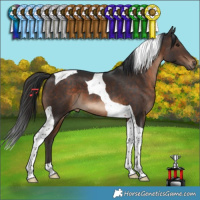 Horse Color:Brown Tobiano 