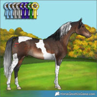 Horse Color:Brown Tobiano