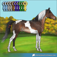 Horse Color:Brown Tobiano 