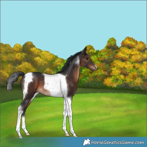 Horse Color:Brown Tobiano 
