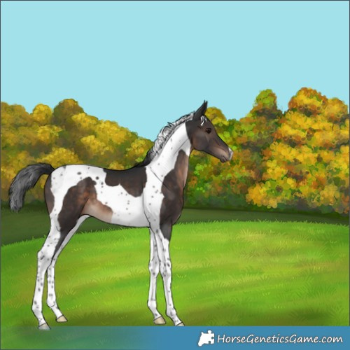 Horse Color:Brown Tobiano 
