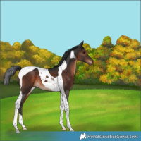 Horse Color:Brown Tobiano 