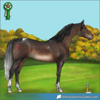 Horse Color:Brown Tobiano