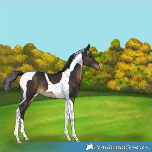 Horse Color:Brown Tobiano 