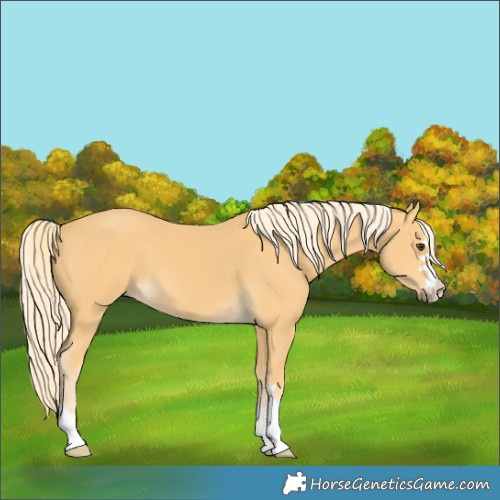 Horse Color:Palomino 