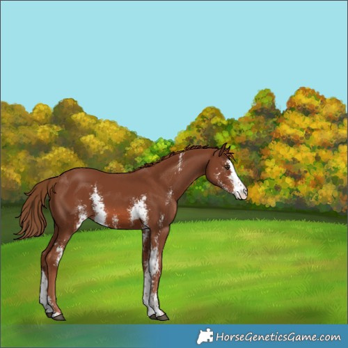 Horse Color:Chestnut Sabino 
