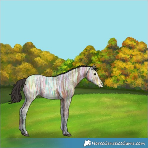 Horse Color:Bay Ice 