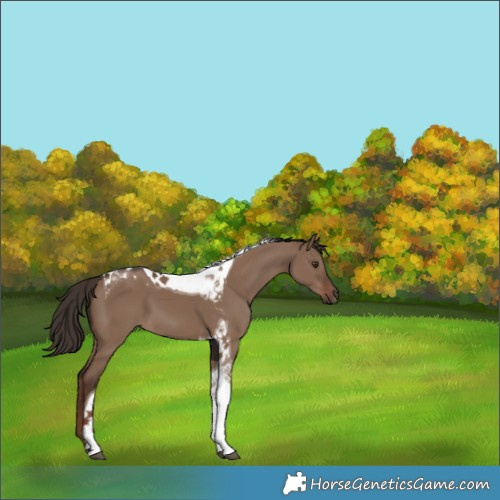 Horse Color:Liver Red Dun Tobiano 