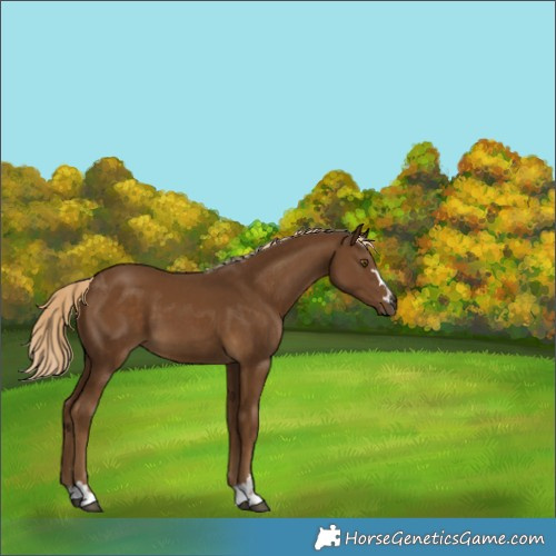 Horse Color:Chocolate Palomino 