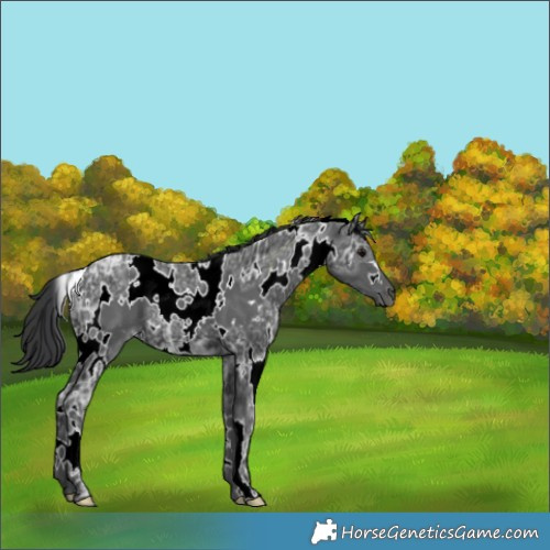 Horse Color:White Spotted Black Ice 