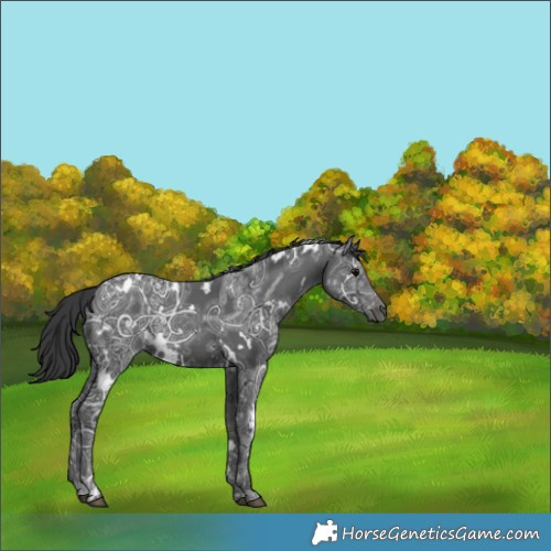 Horse Color:White Spotted Black Ice 