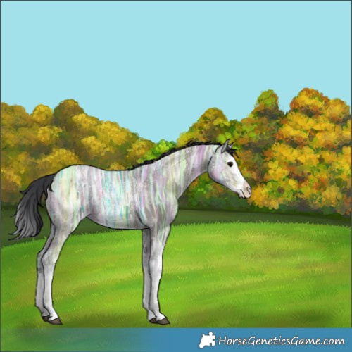Horse Color:Grullo Ice Splash 