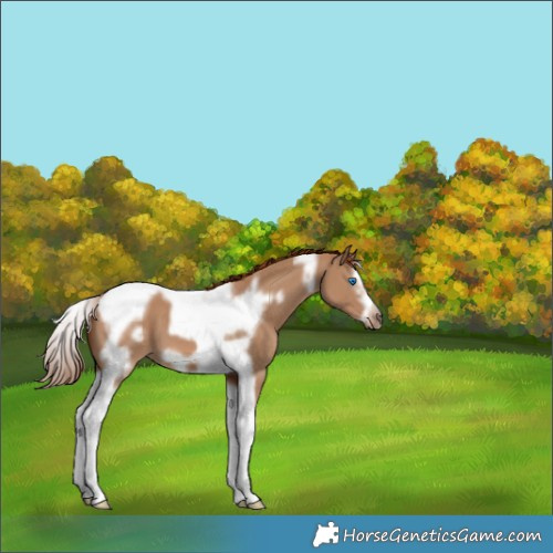 Horse Color:Red Dun Splash Tobiano Frame 