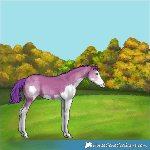 Horse Color:Watercolor Grullo Sabino Splash 