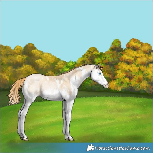 Horse Color:White Spotted Smoky Black Ice Pearl Splash Rabicano 