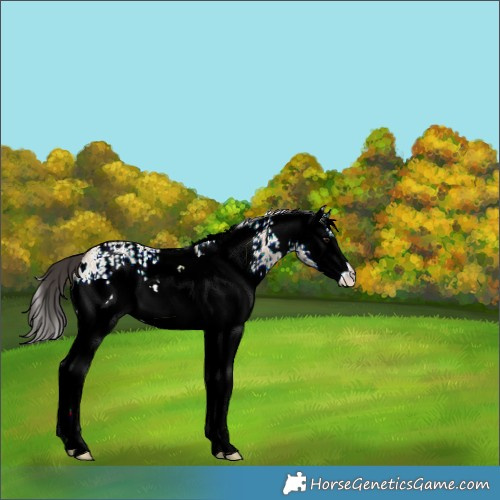 Horse Color:White Spotted Bay Ice Dun 