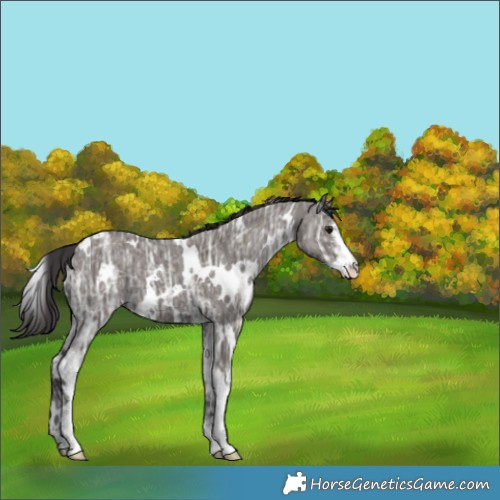 Horse Color:White Spotted Smoky Grullo Ice Sabino 