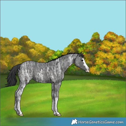 Horse Color:Black Ice 