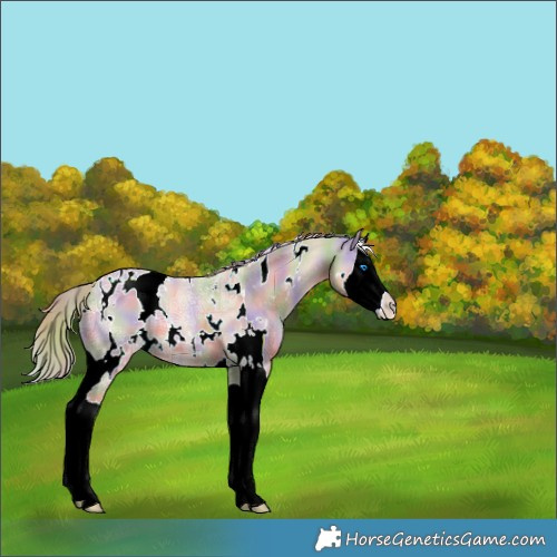 Horse Color:Nacre White Spotted Perlino Ice Splash 