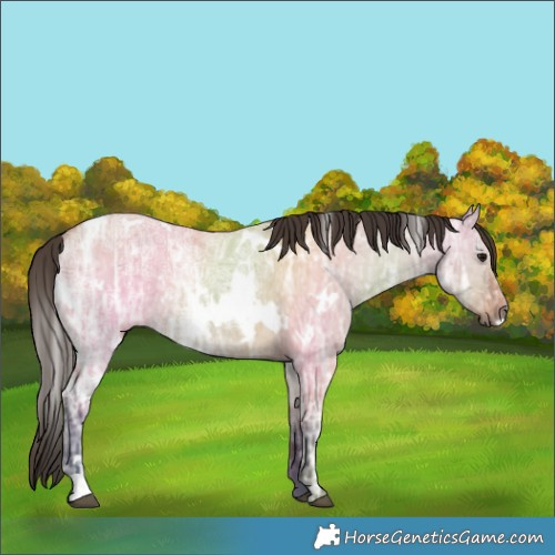 Horse Color:White Spotted Bay Ice Dun 