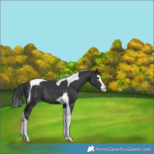 Horse Color:Black Splash Tobiano Appaloosa Rabicano 