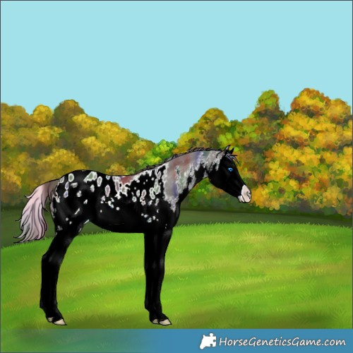 Horse Color:Nacre White Spotted Grullo Splash Appaloosa 