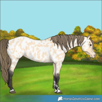Horse Color:Buckskin Near Leopard 