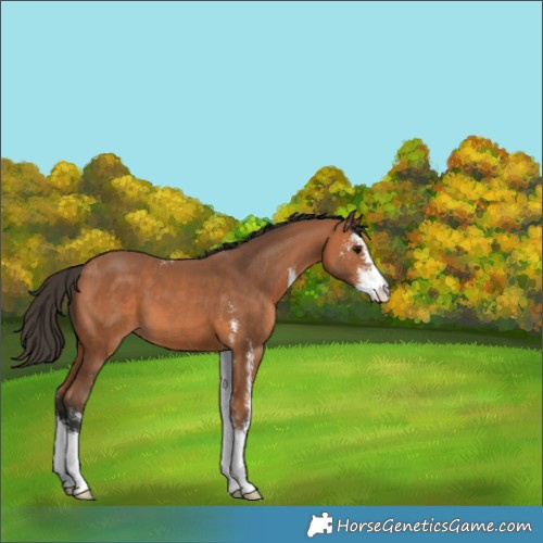Horse Color:Bay Sabino 