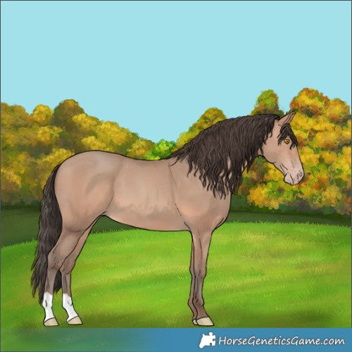 Horse Color:Amber Champagne 
