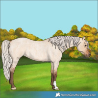 Horse Color:Silver Bay Roan Dun 