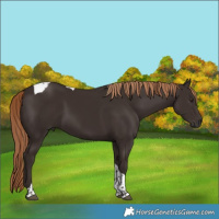 Horse Color:Liver Chestnut Tobiano 