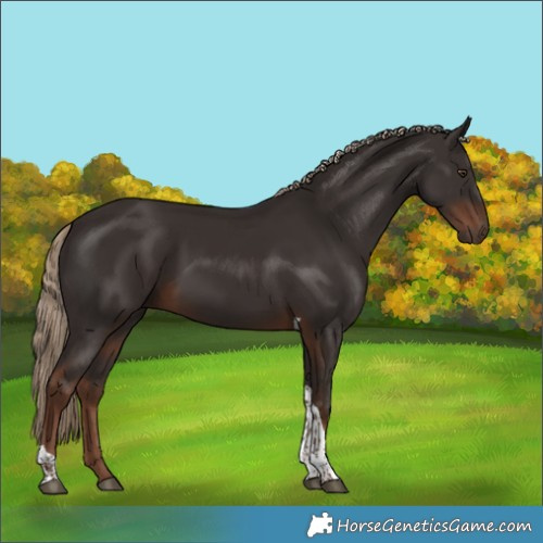 Horse Color:Liver Chestnut Tobiano 